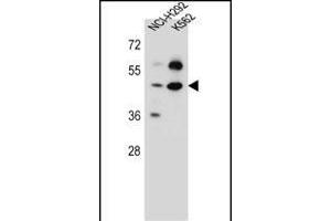 SC65 Antibody (C-term) (ABIN657162 and ABIN2846296) western blot analysis in NCI-,K562 cell line lysates (35 μg/lane). (Leprecan-Like 4 anticorps  (C-Term))