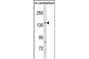 GRIN2C Antibody (Center) (ABIN1881390 and ABIN2838774) western blot analysis in mouse cerebellum tissue lysates (35 μg/lane). (GRIN2C anticorps  (AA 567-595))