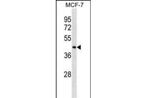 ILF2 Antibody (N-term) (ABIN1881458 and ABIN2838956) western blot analysis in MCF-7 cell line lysates (35 μg/lane). (ILF2 anticorps  (N-Term))