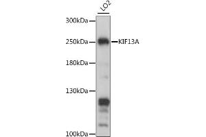 Western blot analysis of extracts of LO2 cells, using KIF13A antibody (ABIN7268122) at 1:1000 dilution. (KIF13A anticorps  (AA 1300-1600))