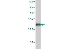 Western Blot detection against Immunogen (36.