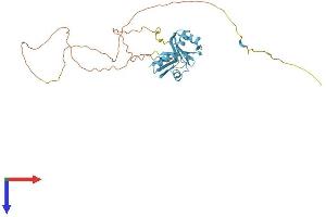 AlphaFold protein structure predicition of Mouse Recombinant Srsf6 Protein, UniprotID Q3TWW8