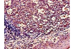 Immunohistochemistry of paraffin-embedded human tonsil tissue using ABIN7166304 at dilution of 1:100