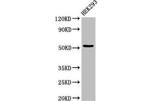 Western Blot Positive WB detected in: HEK293 whole cell lysate All lanes: CYP39A1 antibody at 3 μg/mL Secondary Goat polyclonal to rabbit IgG at 1/50000 dilution Predicted band size: 55 kDa Observed band size: 55 kDa (CYP39A1 anticorps  (AA 235-392))