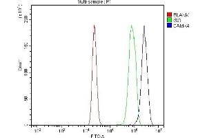 Flow Cytometry analysis of RAW264. (CAMK4 anticorps  (AA 19-469))