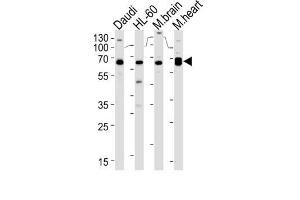 Western Blotting (WB) image for anti-Protein Kinase C and Casein Kinase Substrate in Neurons 2 (PACSIN2) antibody (ABIN3003675)