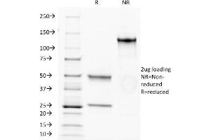 SDS-PAGE Analysis Purified CD34 MAb (HPCA1/1171). (CD34 anticorps)
