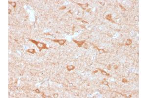 Formalin-fixed, paraffin-embedded human Cerebellum stained with CD137-Monospecific Mouse Monoclonal Antibody (4-1BB/3201).