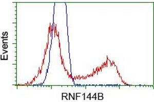 HEK293T cells transfected with either RC209302 overexpress plasmid(Red) or empty vector control plasmid(Blue) were immunostained by anti-RNF144B antibody(TA500711), and then analyzed by flow cytometry. (RNF144B anticorps  (AA 1-256))