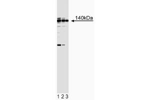 Western blot analysis of Sur-2. (MED23 anticorps)