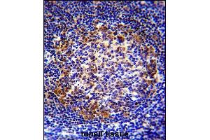 X5 Antibody (Center) (ABIN655650 and ABIN2845125) immunohistochemistry analysis in formalin fixed and raffin embedded human tonsil tissue followed by peroxidase conjugation of the secondary antibody and DAB staining. (PAX5 anticorps  (AA 178-207))
