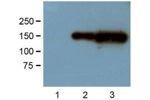 1:1000 (1μg/mL) Ab dilution probed against HEK293 cells transfected with GFP-tagged protein vector: untransfected control (1), 1μg (2) and 10μg (3) of cell lysates used (GFP anticorps)