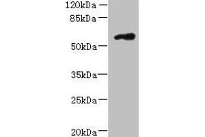 Western blot All lanes: FAM126B antibody at 7 μg/mL + A431 whole cell lysate Secondary Goat polyclonal to rabbit IgG at 1/10000 dilution Predicted band size: 59 kDa Observed band size: 59 kDa (FAM126B anticorps  (AA 281-530))