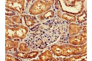 Immunohistochemistry of paraffin-embedded human kidney tissue using ABIN7162738 at dilution of 1:100 (GIPC1 anticorps  (AA 7-74))