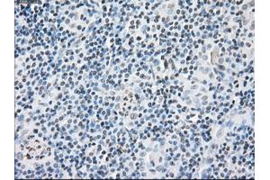 Immunohistochemical staining of paraffin-embedded pancreas tissue using anti-FKBP5mouse monoclonal antibody. (FKBP5 anticorps)