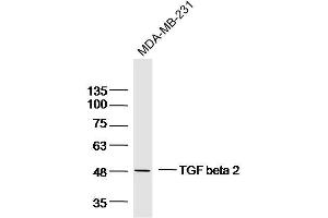MDA-MB-231 lysates probed with TGF beta 2 Polyclonal Antibody, Unconjugated  at 1:300 dilution and 4˚C overnight incubation. (TGFB2 anticorps  (AA 351-414))