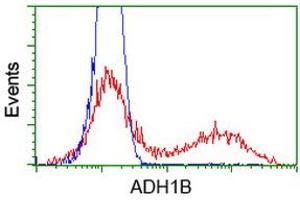 HEK293T cells transfected with either RC205391 overexpress plasmid (Red) or empty vector control plasmid (Blue) were immunostained by anti-ADH1B antibody (ABIN2454481), and then analyzed by flow cytometry. (ADH1B anticorps)
