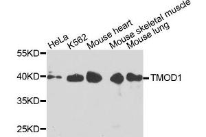 Western blot analysis of extracts of various cells, using TMOD1 antibody. (Tropomodulin 1 anticorps)