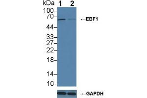 Western blot analysis of (1) Wild-type Raji cell lysate, and (2) EBF1 knockout Raji cell lysate, using Rabbit Anti-Human EBF1 Antibody (3 µg/ml) and HRP-conjugated Goat Anti-Mouse antibody ( (EBF1 anticorps  (AA 179-451))