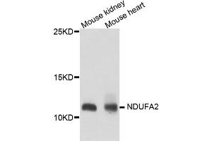 Western blot analysis of extracts of various cell lines, using NDUFA2 antibody. (NDUFA2 anticorps)