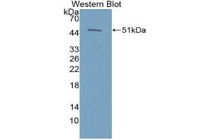 Western blot analysis of the recombinant protein. (EPO anticorps  (AA 28-193))