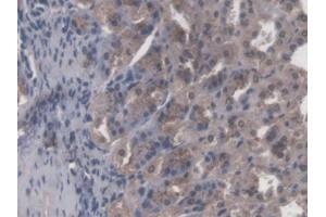 DAB staining on IHC-P; Samples: Mouse Stomach Tissue (CBFB anticorps  (AA 1-187))