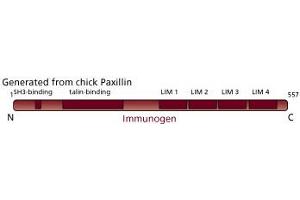 Image no. 3 for anti-Paxillin (PXN) (AA 1-557) antibody (ABIN968043) (Paxillin anticorps  (AA 1-557))