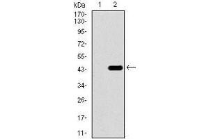 Western blot analysis using T mAb against HEK293 (1) and T (AA: 218-352)-hIgGFc transfected HEK293 (2) cell lysate. (T Antigen (AA 218-352) anticorps)