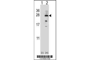 Western blot analysis of IL17B using rabbit polyclonal IL17B Antibody using 293 cell lysates (2 ug/lane) either nontransfected (Lane 1) or transiently transfected (Lane 2) with the IL17B gene.