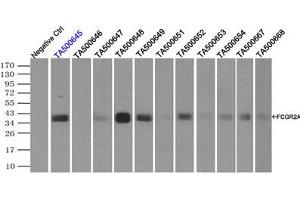Image no. 13 for anti-Fc Fragment of IgG, Low Affinity IIa, Receptor (CD32) (FCGR2A) antibody (ABIN1497259)