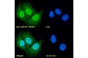 (ABIN190860) Immunofluorescence analysis of paraformaldehyde fixed U2OS cells, permeabilized with 0. (ATAD5 anticorps  (Internal Region))