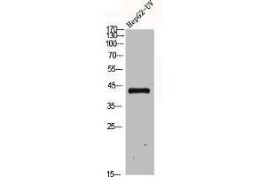 Western Blot analysis of HepG2-UV cells using GPR120 Polyclonal Antibody (O3FAR1 anticorps  (Internal Region))