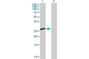 Western Blot analysis of CLEC2D expression in transfected 293T cell line by CLEC2D MaxPab polyclonal antibody.
