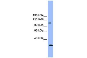 WB Suggested Anti-KIAA0226 Antibody Titration: 0. (Rubicon anticorps  (Middle Region))