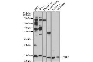 Western blot analysis of extracts of various cell lines, using PROK1 antibody (ABIN7269546) at 1:1000 dilution. (Prokineticin 1 anticorps)