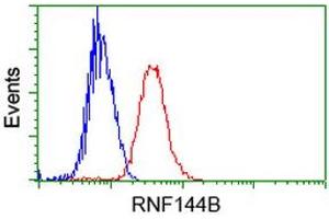Image no. 1 for anti-Ring Finger Protein 144B (RNF144B) (AA 1-256) antibody (ABIN1490649)