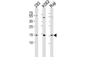 Western blot analysis of lysates from 293, K562, Raji cell line (from left to right), using Histone H2A. (H2AFX anticorps  (Ser139))
