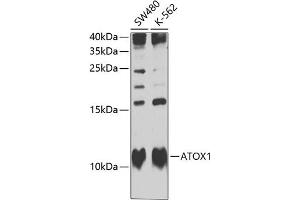 Western blot analysis of extracts of various cell lines, using  Antibody  at 1:1000 dilution. (ATOX1 anticorps  (AA 1-68))