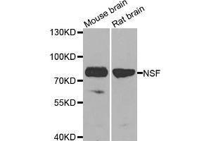 Western blot analysis of extracts of various cell lines, using NSF antibody. (NSF anticorps)