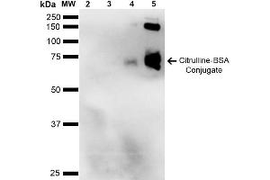Western Blot analysis of Citrulline-BSA Conjugate showing detection of 67 kDa Citrulline-BSA using Mouse Anti-Citrulline Monoclonal Antibody, Clone 2D3-1B9 . (Citrulline anticorps  (Atto 390))