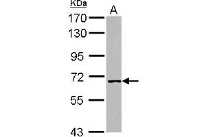 Western Blotting (WB) image for anti-Werner Helicase Interacting Protein 1 (WRNIP1) (AA 403-665) antibody (ABIN1501758) (WRNIP1 anticorps  (AA 403-665))