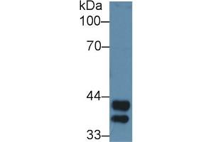 Western Blot; Sample: Mouse Liver lysate; Primary Ab: 3µg/ml Rabbit Anti-Rat Hpt Antibody Second Ab: 0. (Haptoglobin anticorps  (AA 104-346))