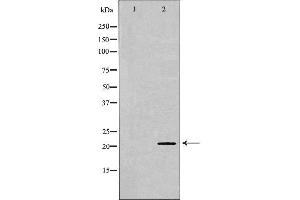Western blot analysis of Mouse liver tissue lysates, using FGF2 Antibody. (FGF2 anticorps  (C-Term))