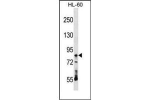 Western blot analysis of RAVER1 Antibody (N-term) in HL-60 cell line lysates (35ug/lane). (RAVER1 anticorps  (N-Term))