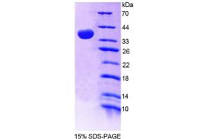 SDS-PAGE analysis of Mouse GBP4 Protein. (GBP4 Protéine)