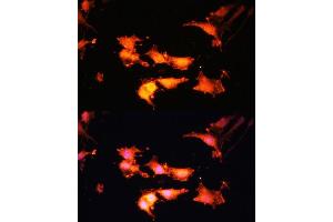 Immunofluorescence analysis of C6 cells using FLCN antibody (ABIN7267226) at dilution of 1:100.