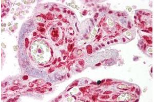 Anti-STRAP antibody IHC staining of human placenta.