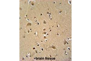 WIPF2 antibody (C-term) immunohistochemistry analysis in formalin fixed and paraffin embedded human brain tissue followed by peroxidase conjugation of the secondary antibody and DAB staining.