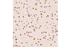 Immunohistochemistry of paraffin embedded mouse brain using NAIF1 (ABIN7074867) at dilution of 1:2500 (400x lens)