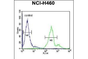 Flow cytometric analysis of NCI-H460 cells (right histogram) compared to a negative control cell (left histogram).